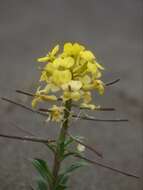 Imagem de Erysimum menziesii (Benth. & Hook. fil.) Wettst.