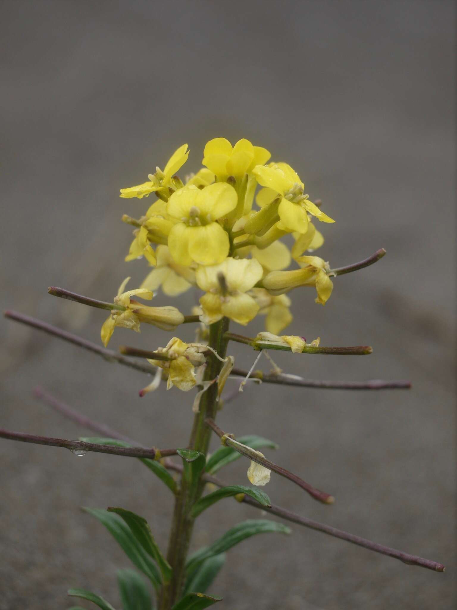 Imagem de Erysimum menziesii (Benth. & Hook. fil.) Wettst.