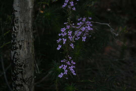 Image of Stylidium fasciculatum R. Br.