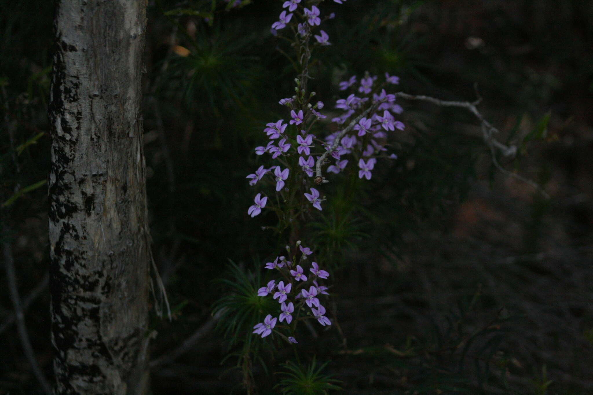 Image of Stylidium fasciculatum R. Br.