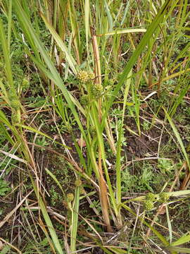 Image of Sparganium erectum subsp. erectum