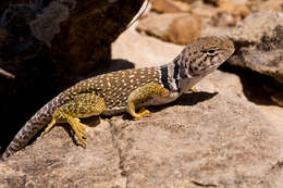 Image of Crotaphytus collaris fuscus Ingram & Tanner 1971