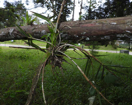 Image of Epidendrum laucheanum Bonhof ex Rolfe