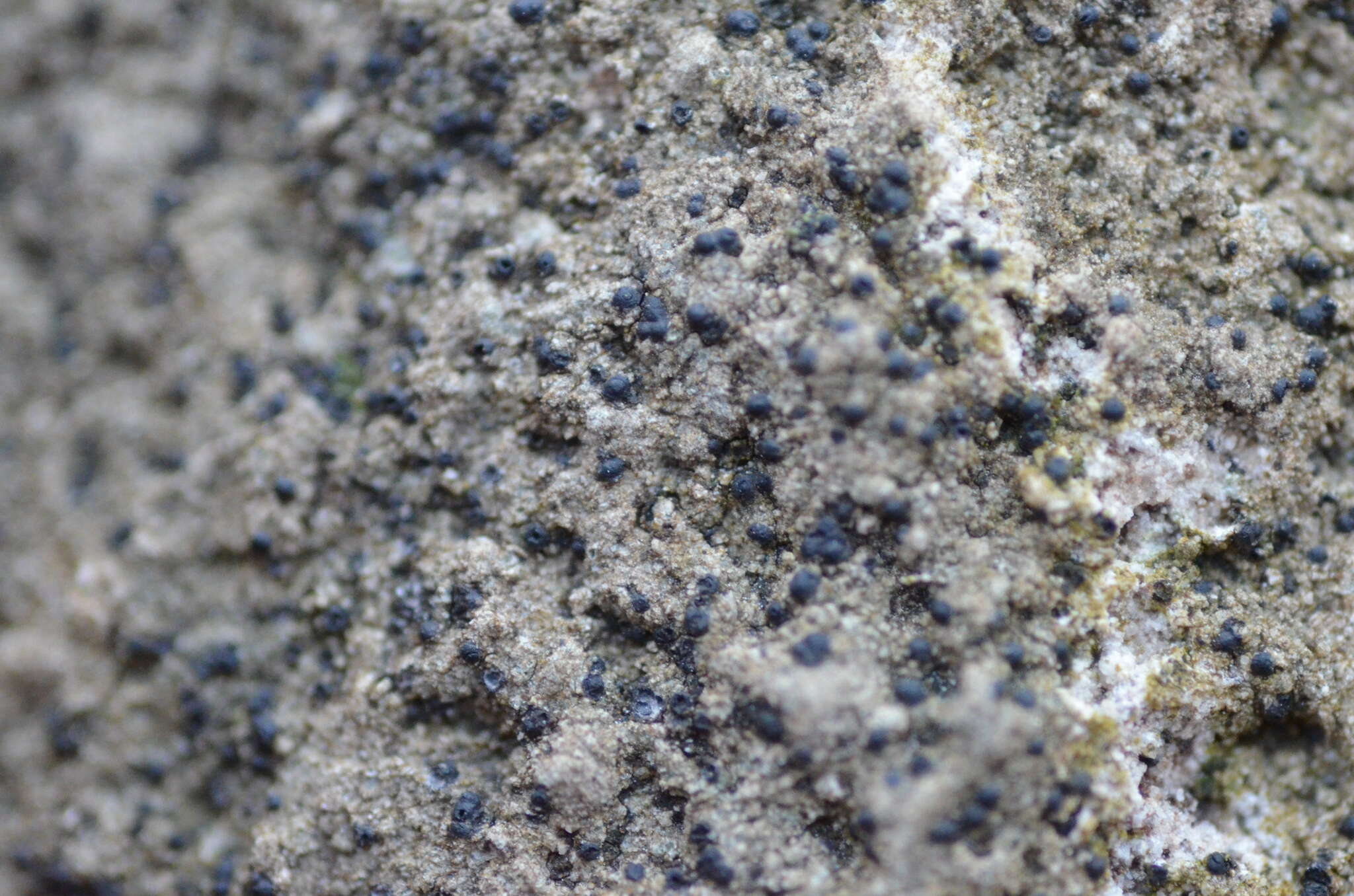 Image of acrocordia lichen