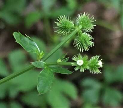 Image of Sanicula canadensis var. canadensis