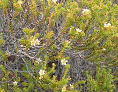 Image of Diosma sabulosa I. Williams