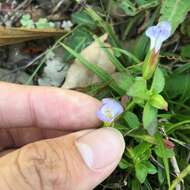 Image of Torenia violacea (Azaola ex Blanco) Pennell