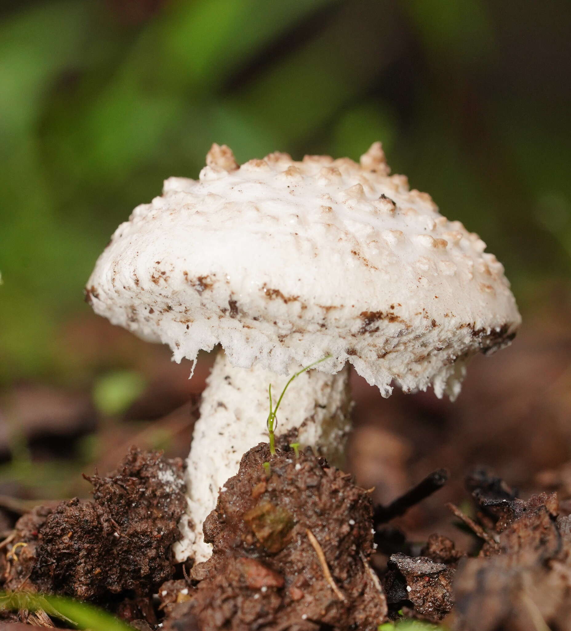 Image de Amanita farinacea (Sacc.) Cleland & Cheel 1914