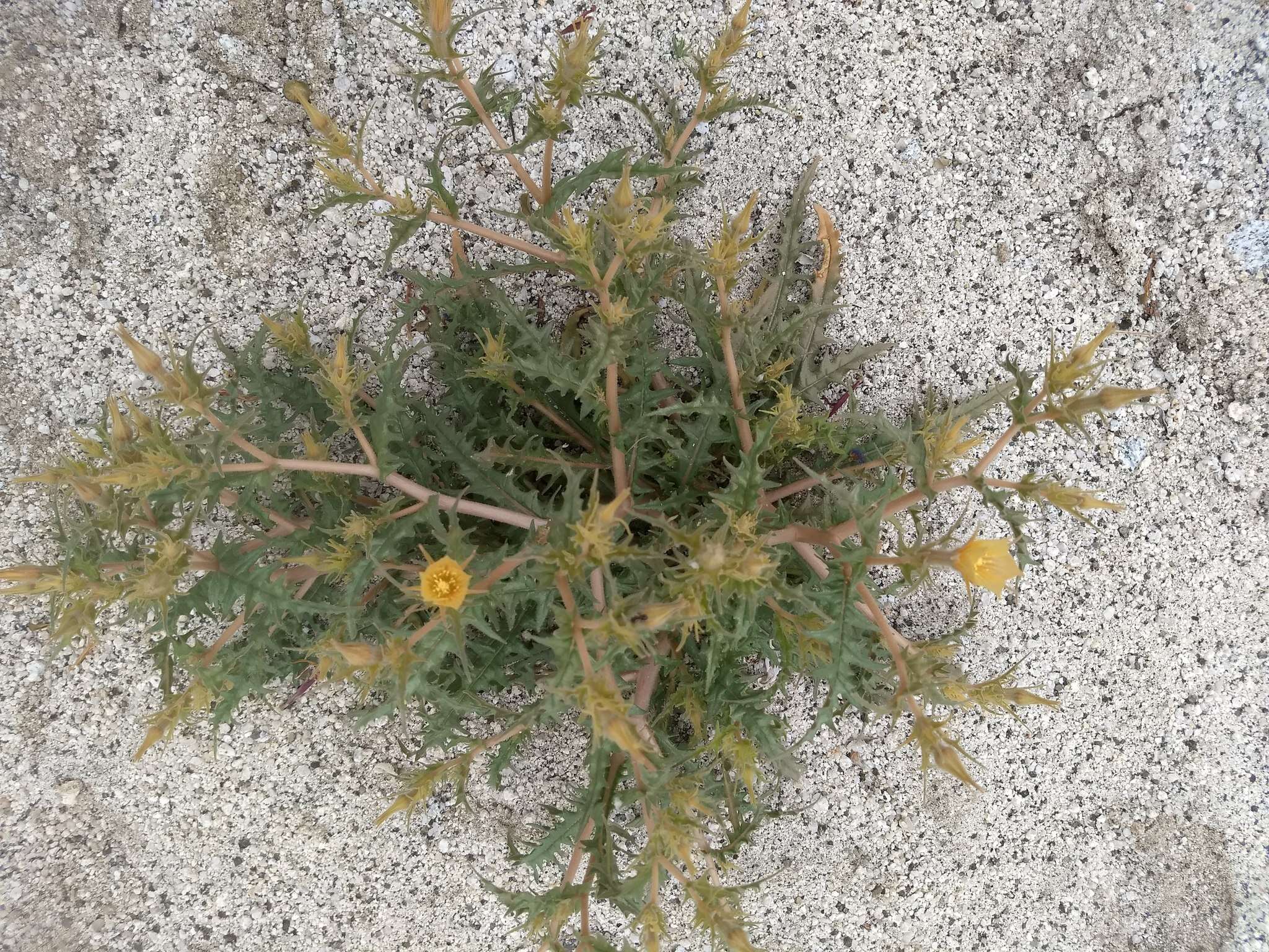 Image of hairy blazingstar