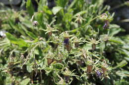 Image of Campanula saxifraga subsp. argunensis (Rupr.) Ogan.