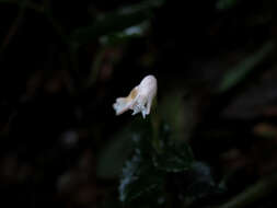 Image of Myrmechis gracilis (Blume) Blume