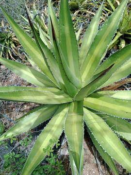 Image of Agave angustiarum Trel.