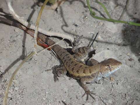 Image de Sceloporus utiformis Cope 1864