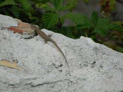 Image of Columbretes Wall Lizard