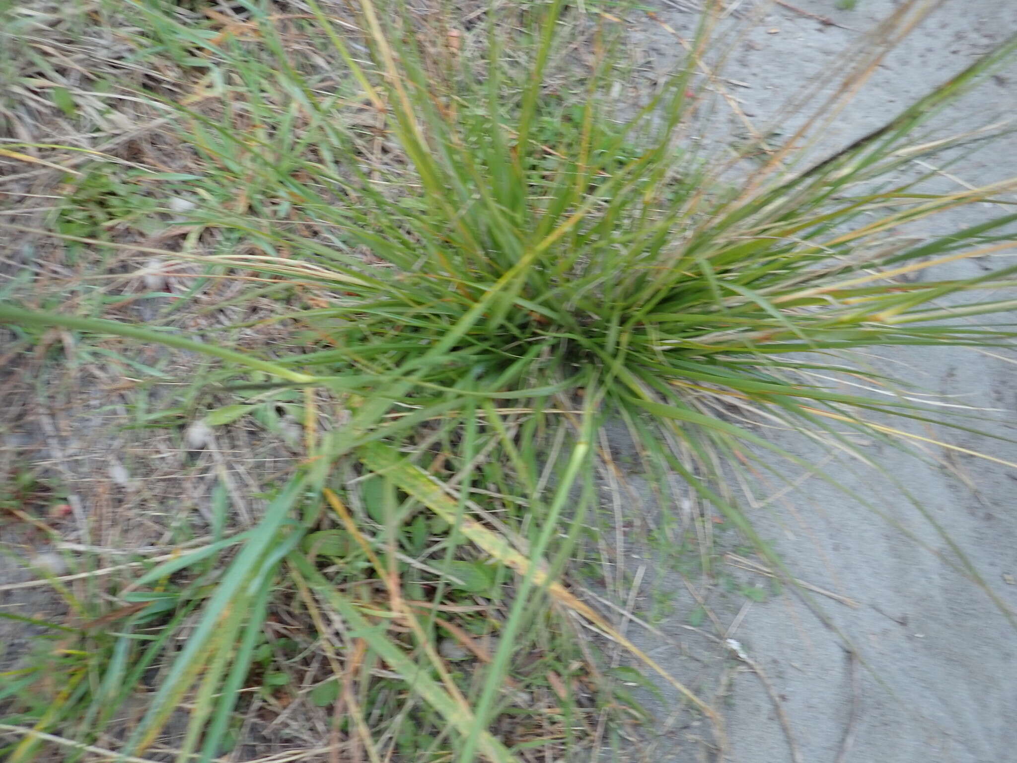 Image of rat-tail grass