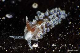 Image of Transluscent large cerrata slug