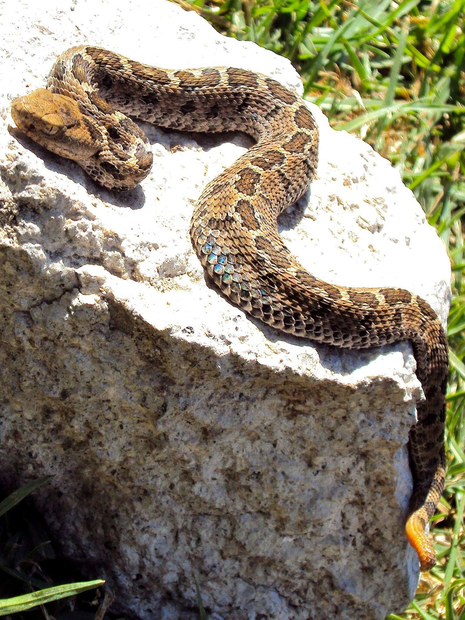 Image of Oaxacan Pygmy Rattlesnake; exiguus