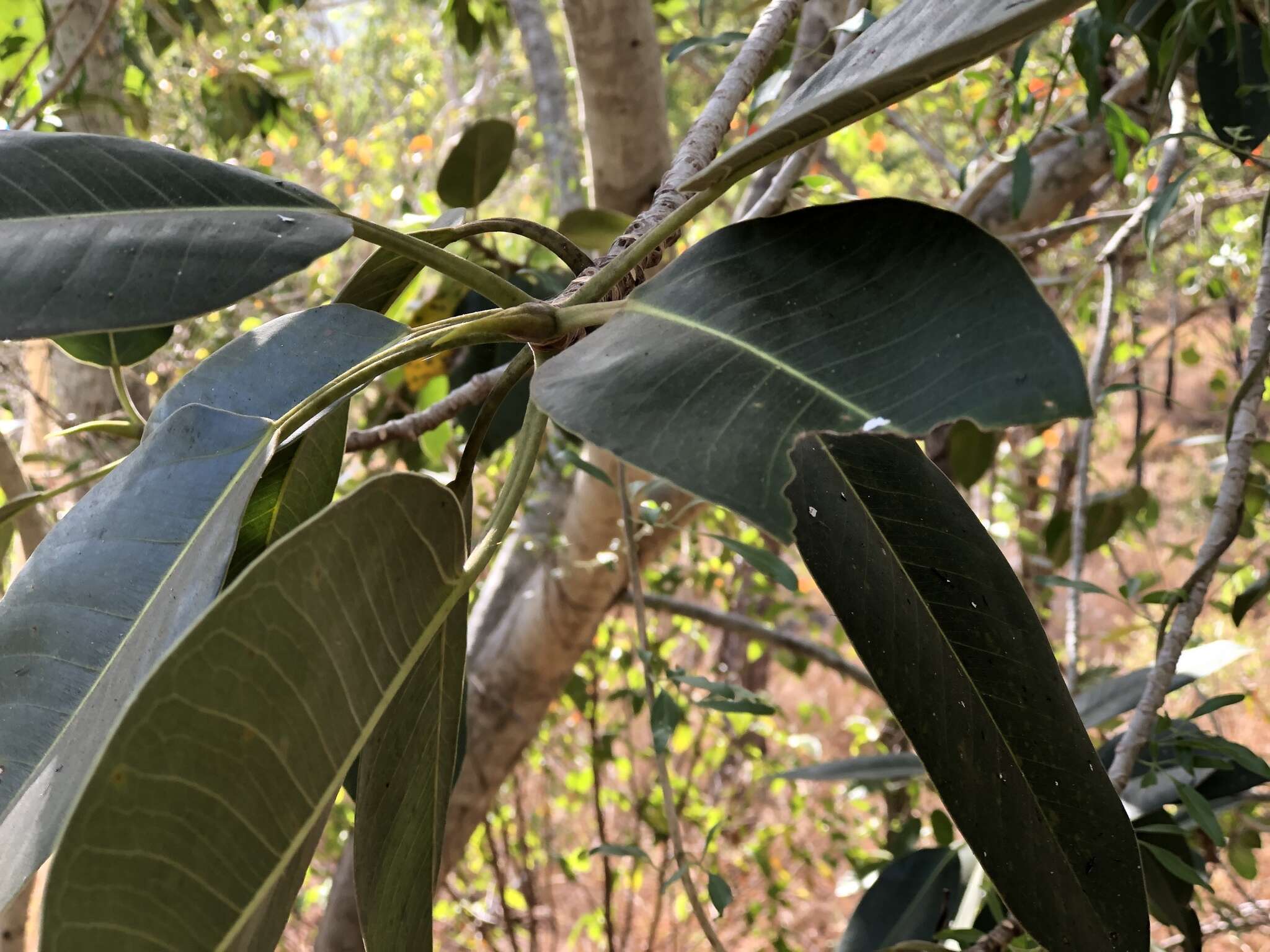 Image of Port Jackson fig