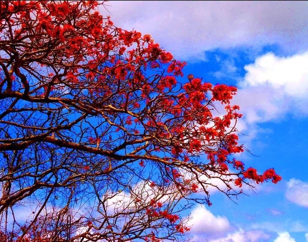 Image of Erythrina velutina Willd.