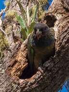 Image of Red-billed Parrot