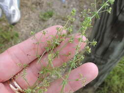 Image of Lamarck's bedstraw