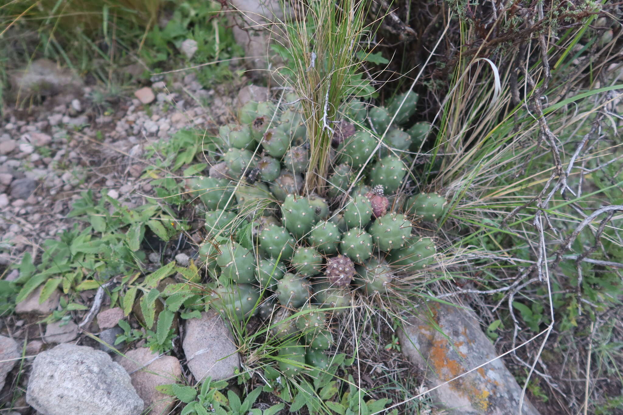 Cumulopuntia boliviana subsp. ignescens (Vaupel) D. R. Hunt resmi