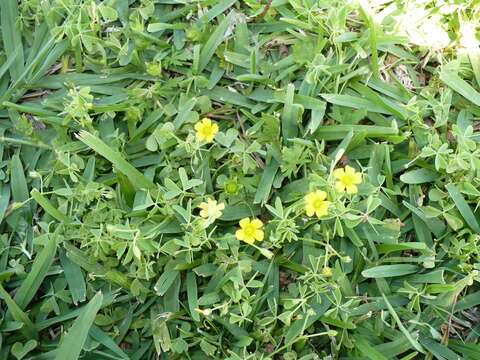 Image of slender yellow woodsorrel