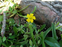 Image of slender yellow woodsorrel