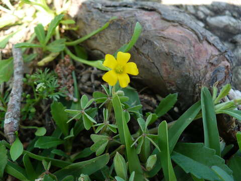 Image of slender yellow woodsorrel