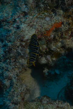 Image of Orange ridge black slug