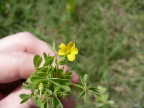 Image of slender yellow woodsorrel