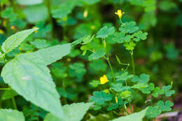 Image of slender yellow woodsorrel