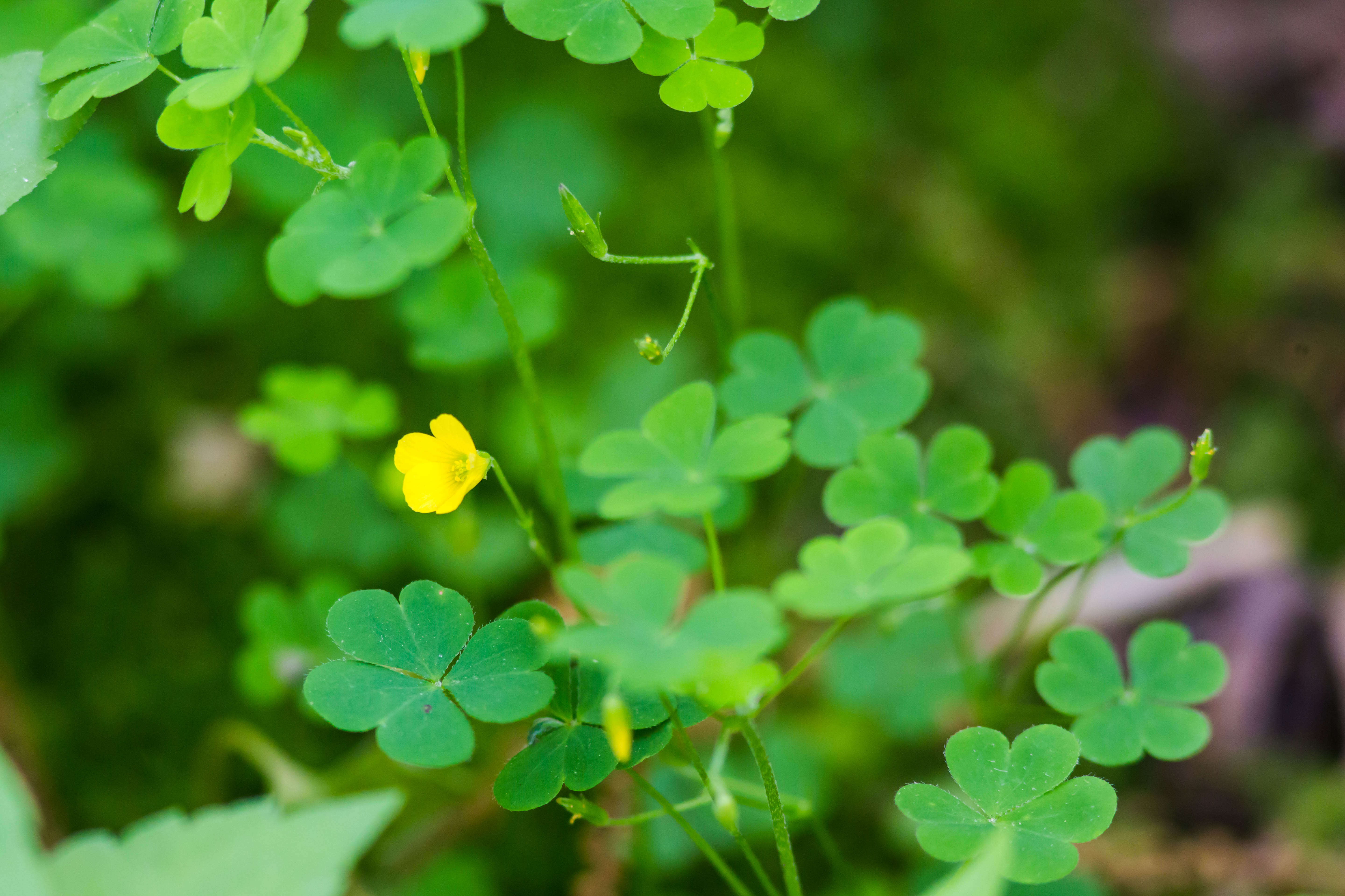 Image of slender yellow woodsorrel