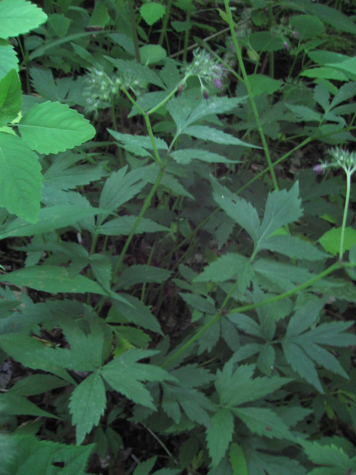 Image of eastern waterleaf