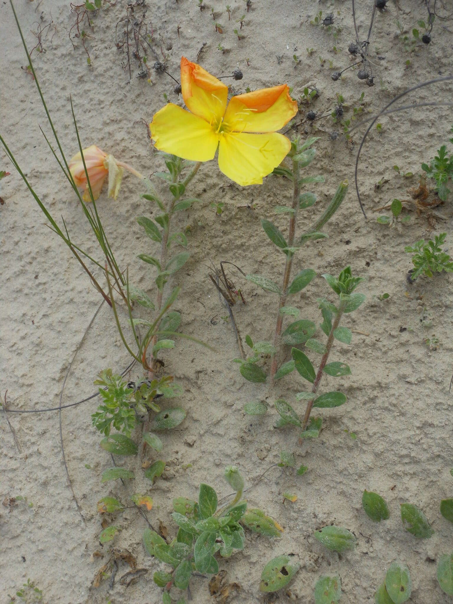 Image of beach evening primrose