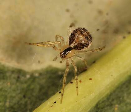 Image of Theridion varians Hahn 1833