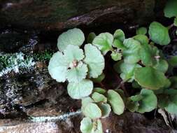 Слика од Crassula capensis var. promontorii (Schönl. & Bak. fil.) Tölken