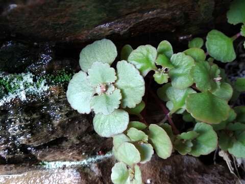 Image of Crassula capensis (L.) Baill.