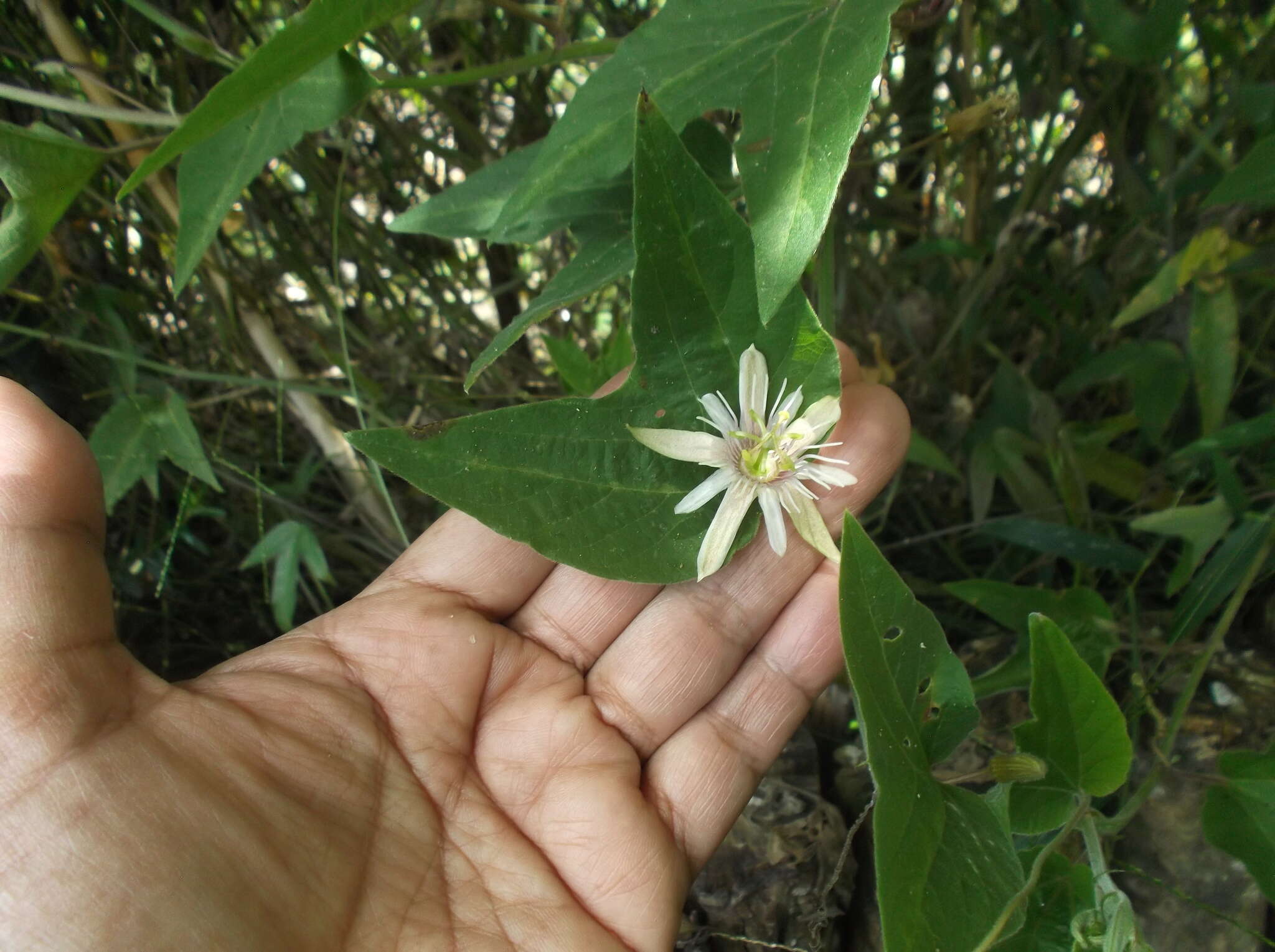 Image of Passiflora cisnana Harms