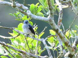 Image of Plain-colored Tanager