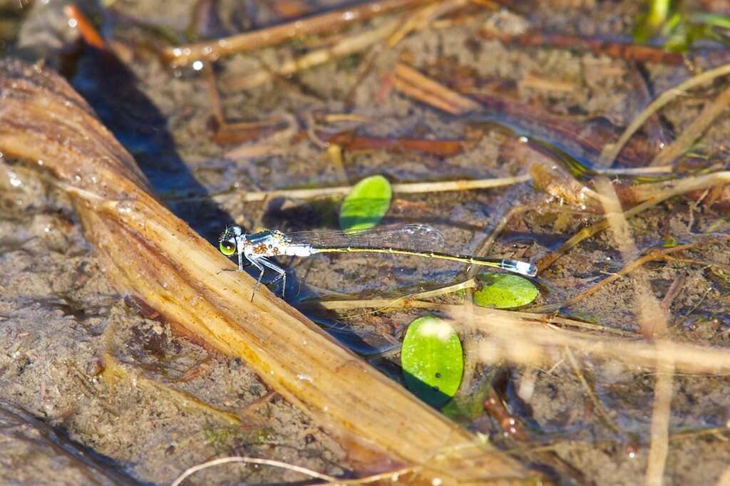 Ischnura pruinescens (Tillyard 1906) resmi