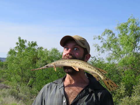 Image of Longnose Gar