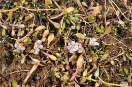 Imagem de Glossostigma elatinoides (Benth.) Benth. ex Hook. fil.