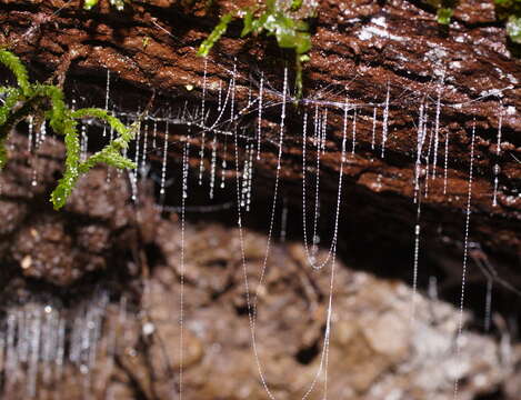 Image of Otway Glowworm