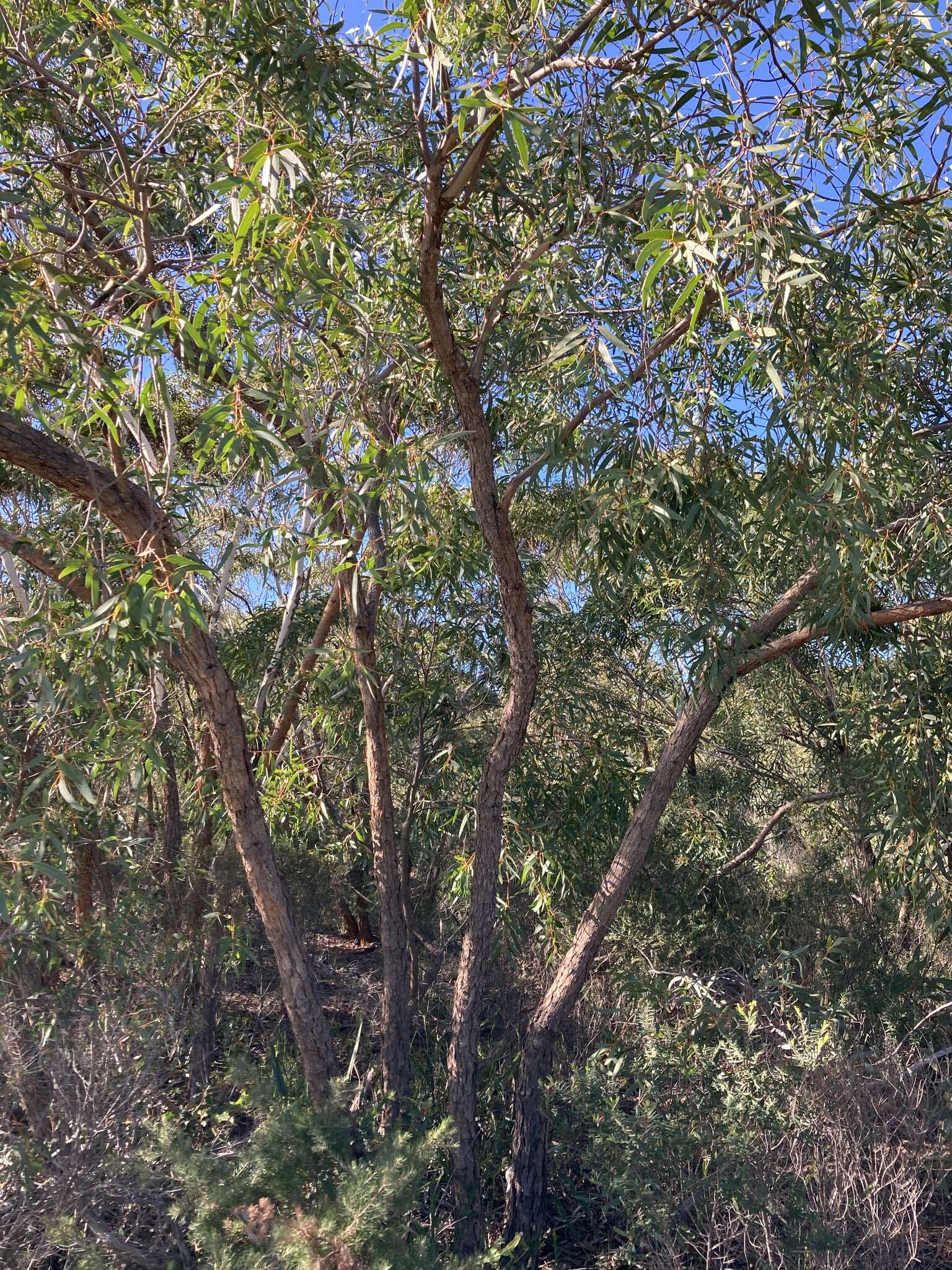 Image of Eucalyptus lateritica M. I. H. Brooker & S. D. Hopper