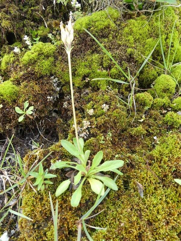 Image of Primula laurentiana Fern.