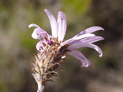 Athrixia heterophylla subsp. heterophylla resmi