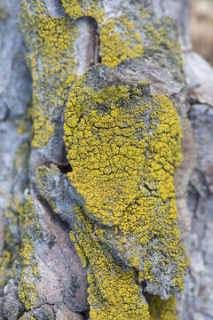 Image of eggyolk lichen