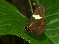 Heliconius hierax Hewitson 1869的圖片