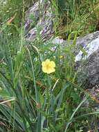 Sivun Verbascum orientale (L.) All. kuva